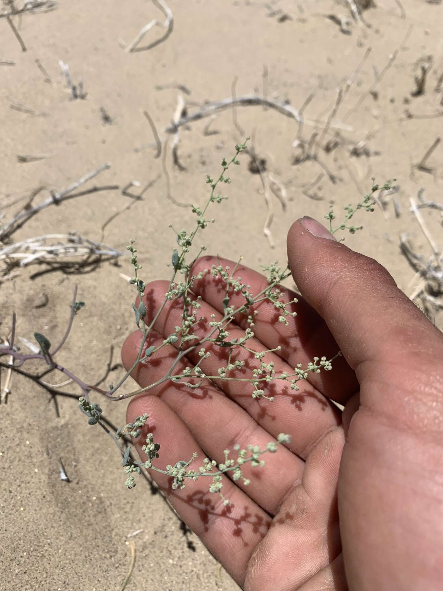 Image de Chenopodium nevadense Standl.