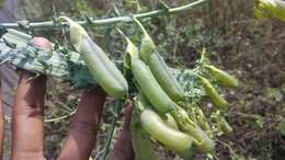 صورة Crotalaria pallida Aiton