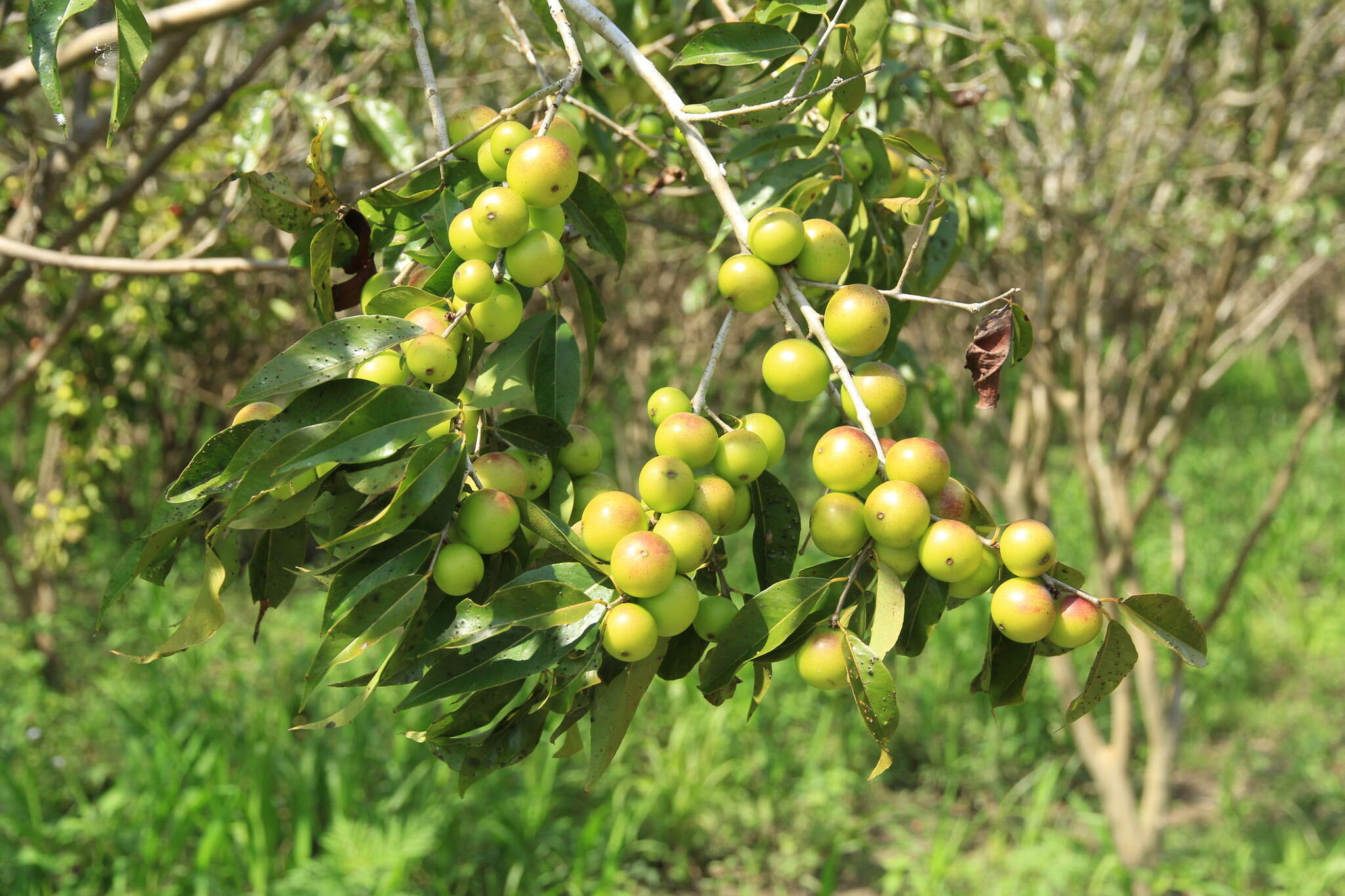 Слика од Myrciaria dubia (Kunth) Mc Vaugh