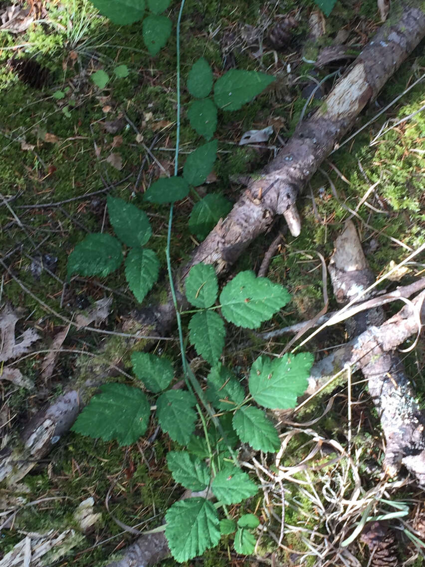 Слика од Rubus ursinus Cham. & Schltdl.