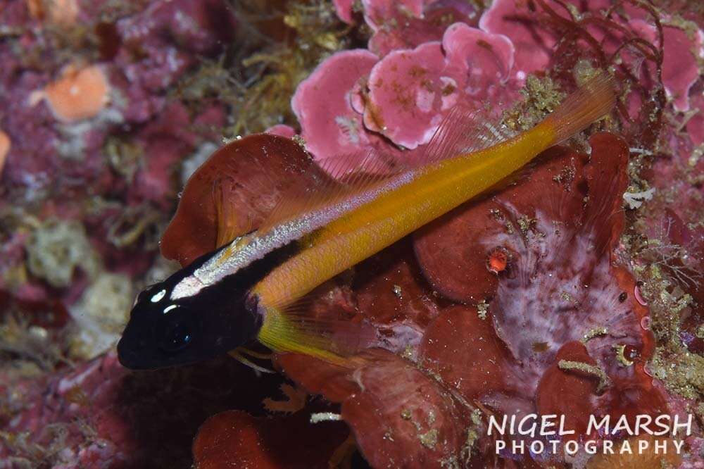 Image of Yellow-and-black Triplefin