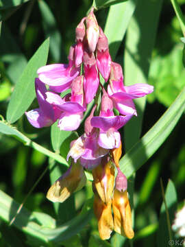 Sivun Lathyrus jepsonii Greene kuva