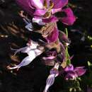 Image of Syncolostemon foliosus (S. Moore) D. F. Otieno