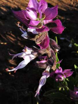 Image of Syncolostemon foliosus (S. Moore) D. F. Otieno