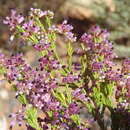 Plancia ëd Erica rosacea subsp. rosacea