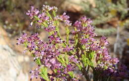 Image of Erica rosacea subsp. rosacea