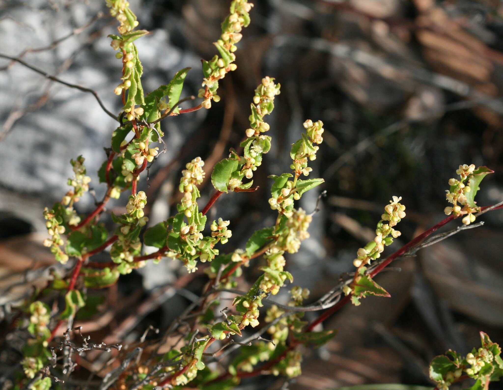 Image of Muehlenbeckia adpressa (Labill.) Meisn.