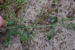 Image of Silene tatarica (L.) Pers.