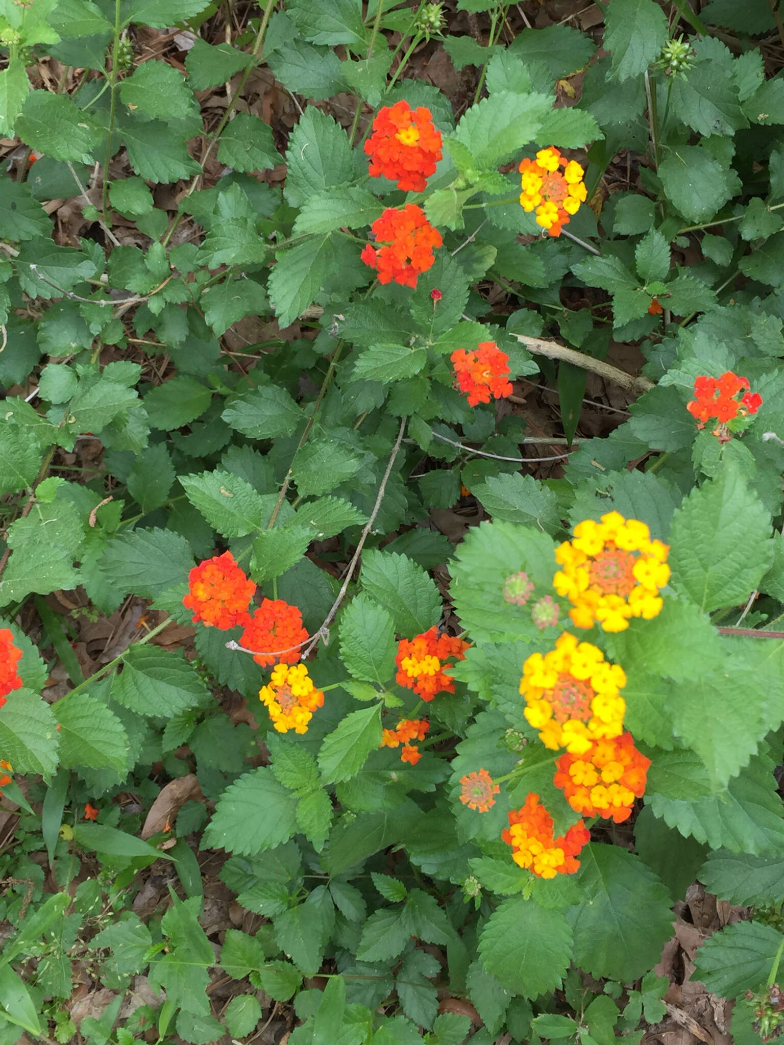 Image of West Indian Shrub-Verbena