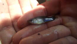 Image of shortfin molly