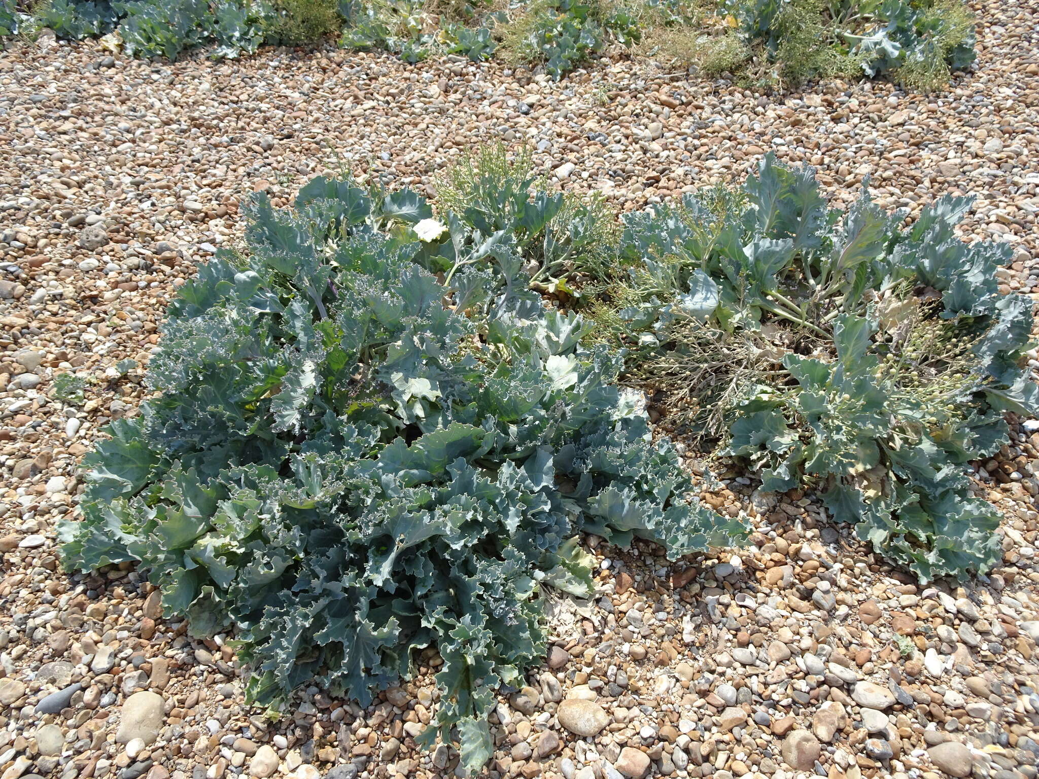 Image of sea kale