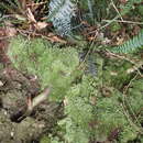 Image of Leucobryum rehmannii C. Müller 1899