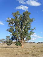 Eucalyptus melliodora A. Cunn. ex Schauer resmi