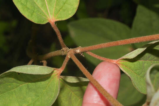 صورة Croton argenteus L.