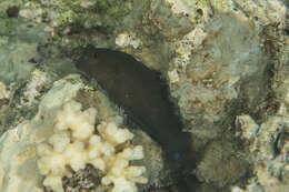 Image of Lady Musgrave blenny