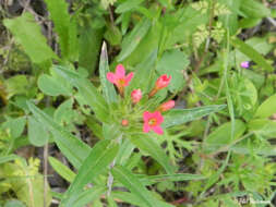 صورة Collomia biflora (Ruiz & Pav.) A. Brand