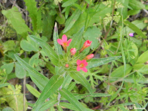 Image of Collomia biflora (Ruiz & Pav.) A. Brand