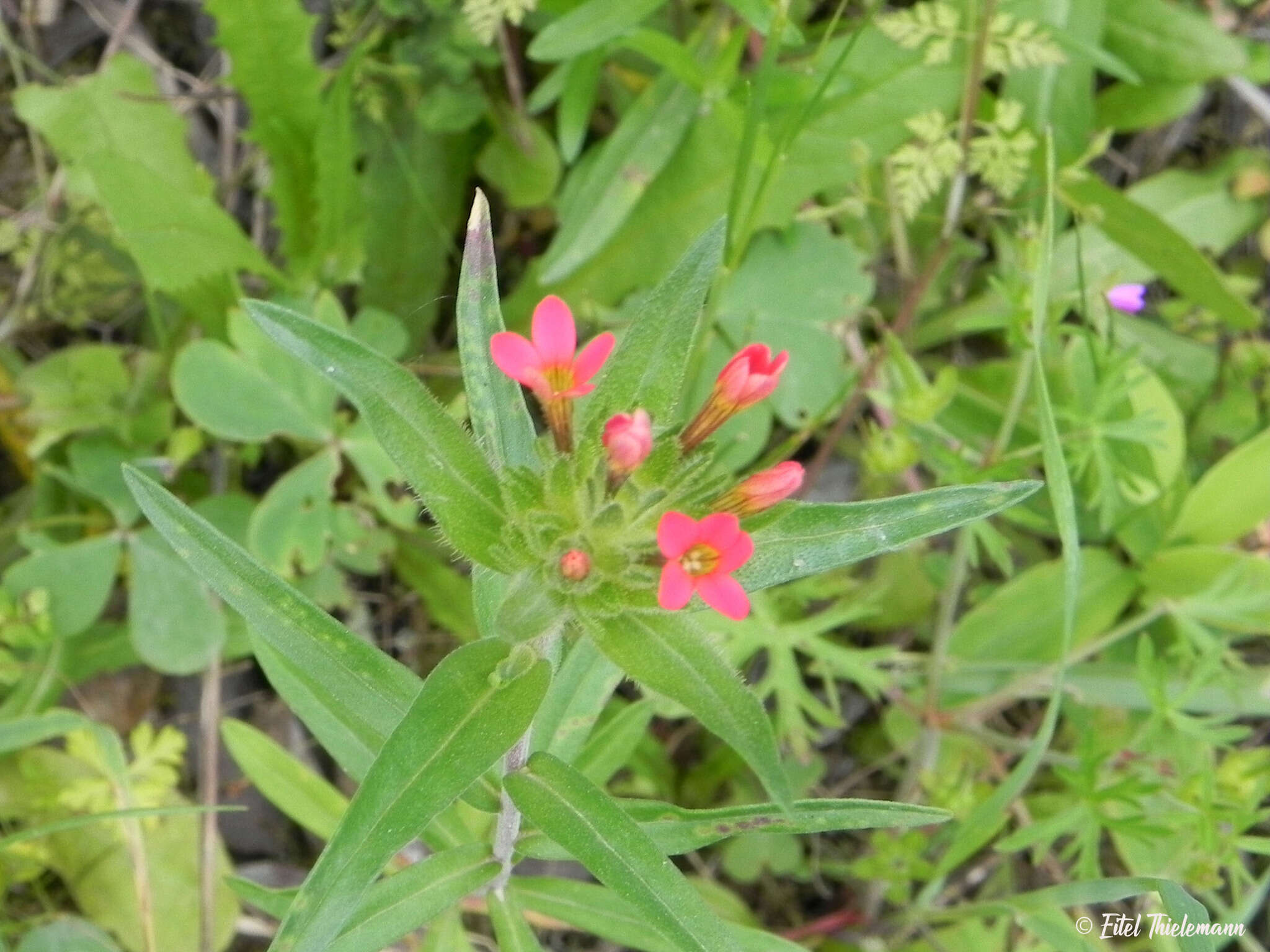 صورة Collomia biflora (Ruiz & Pav.) A. Brand