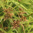 Image of Cyperus nitidus Lam.