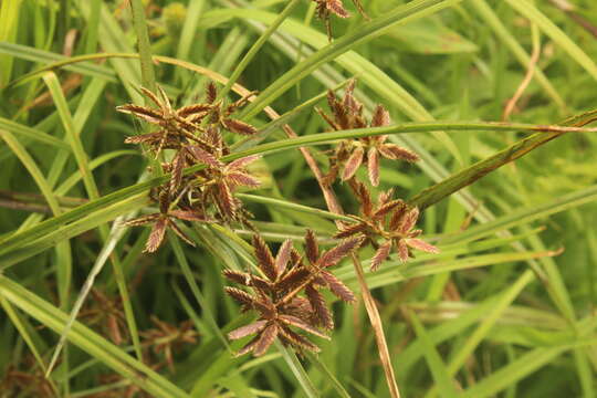 Cyperus nitidus Lam.的圖片