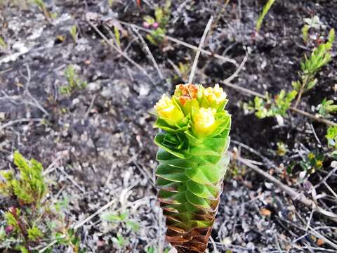 Imagem de Hypericum mexicanum L.