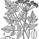 Image of Chinese hemlockparsley