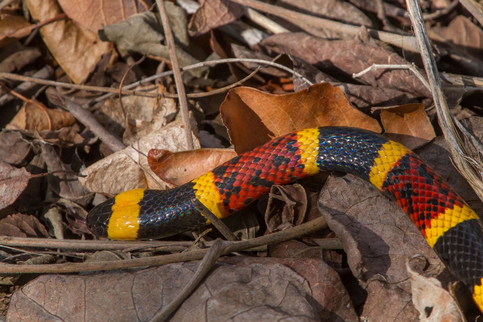 Image of Micrurus tener tener (Baird & Girard 1853)