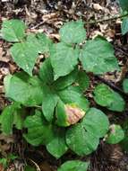 Plancia ëd Lackeya multiflora (Torr. & A. Gray) Fortunato et al.