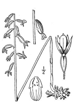 Image of yellow coralroot