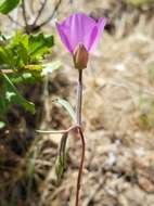 Image of slender clarkia