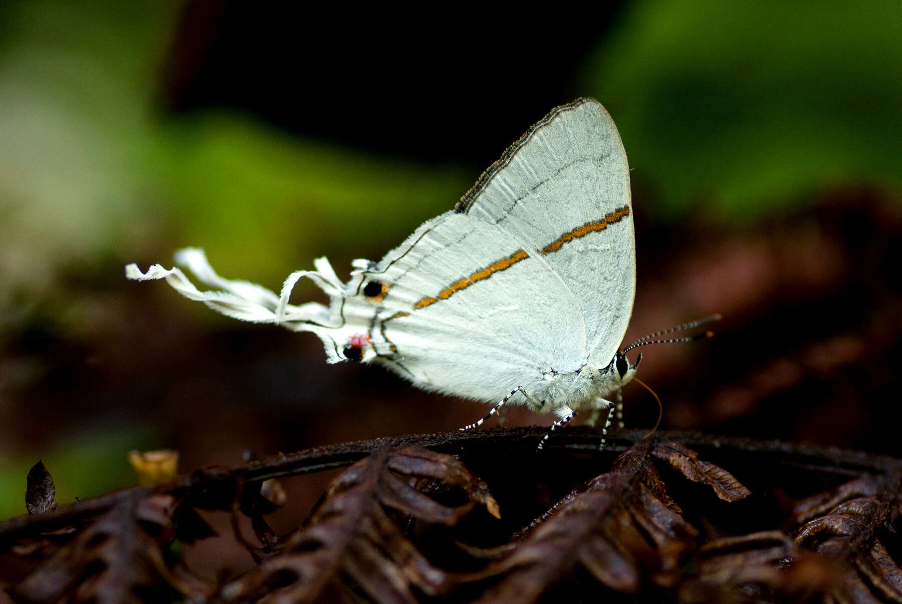 Слика од Hypolycaena antifaunus Westwood (1852)