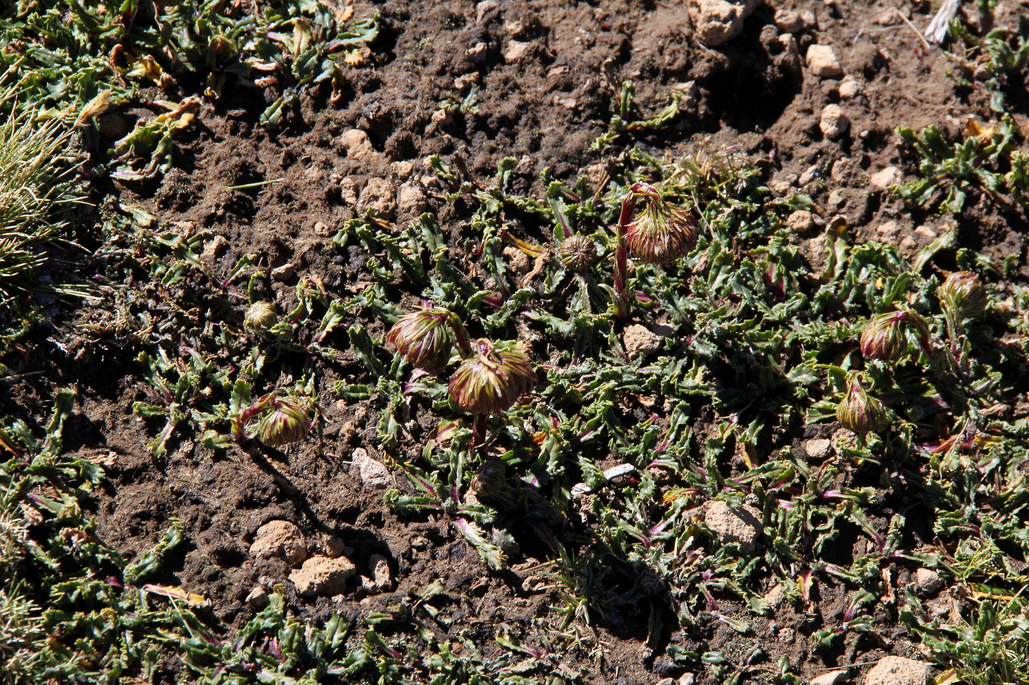 Image of Culcitium serratifolium Meyen & Walp.