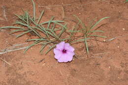 Слика од Ipomoea bolusiana Schinz