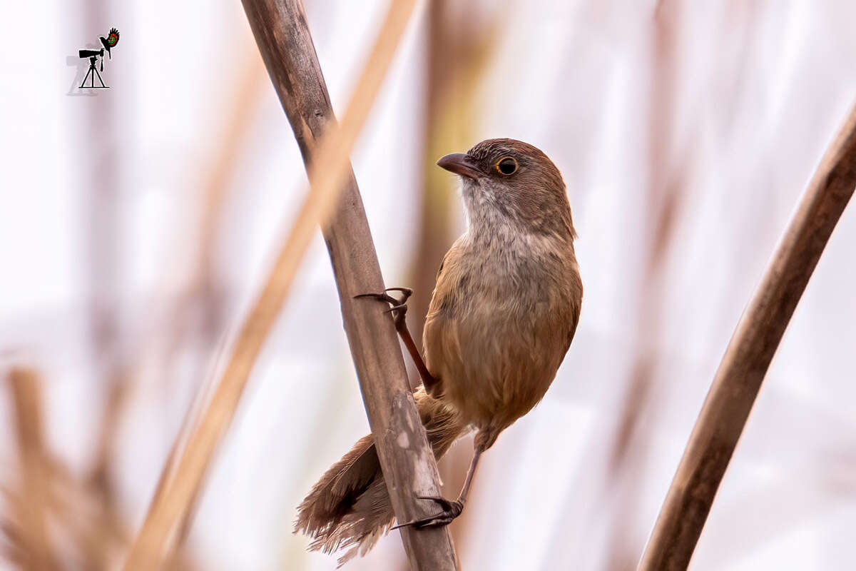 Image of Jerdon's Babbler