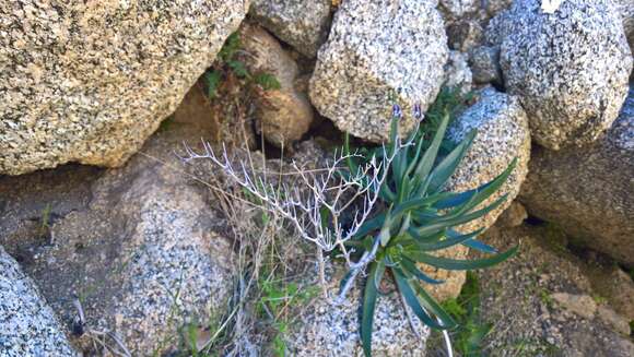 Sivun Dudleya saxosa subsp. aloides (Rose) Moran kuva