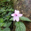 Image of Impatiens javensis (BI.) Steud.