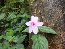 Image of Impatiens javensis (BI.) Steud.