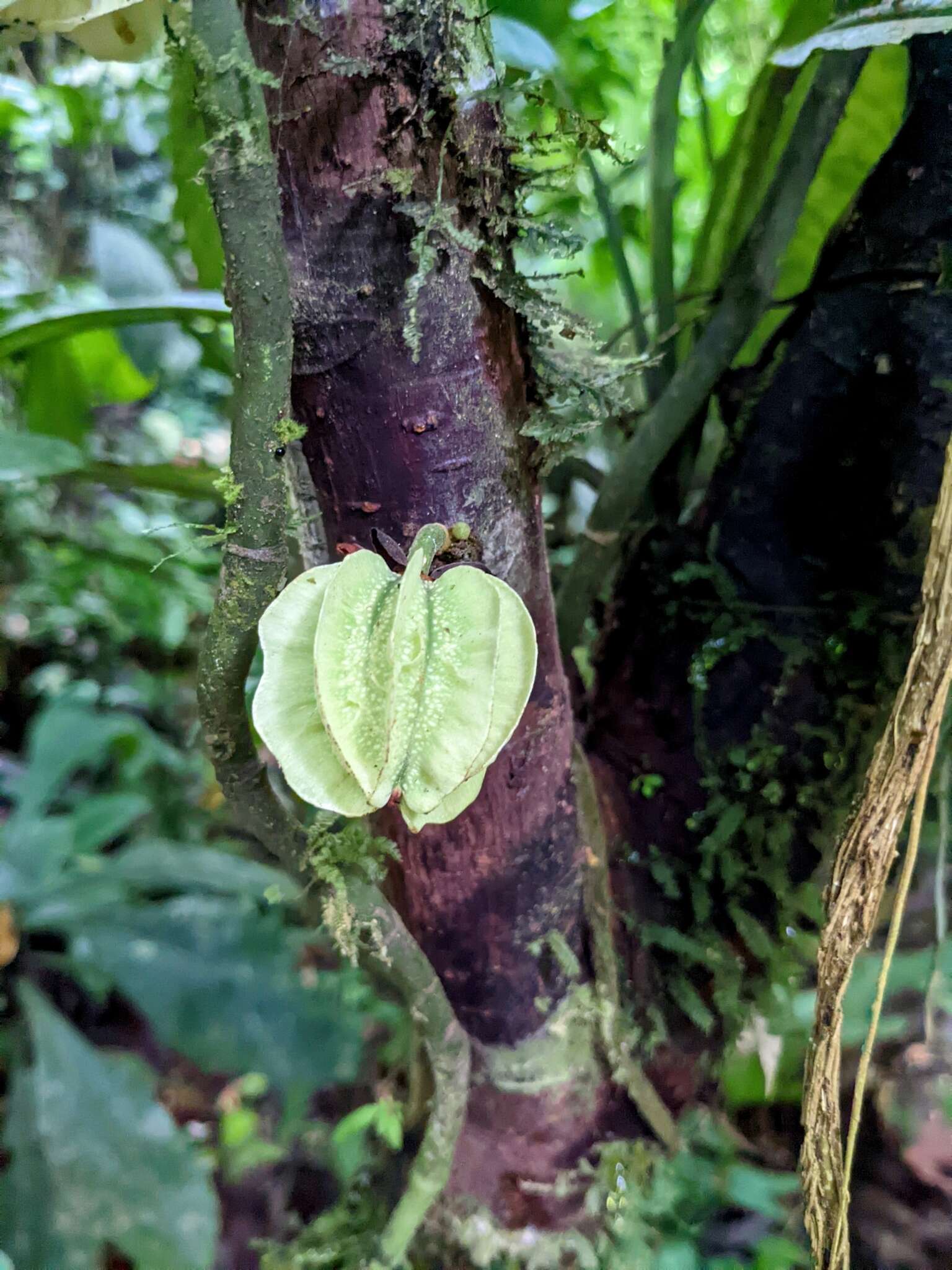 Imagem de Carpotroche platyptera Pittier