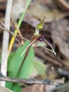 Image of Small wasp orchid