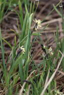 Image of Northwestern Showy Sedge