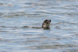 Image of Galapagos Penguin