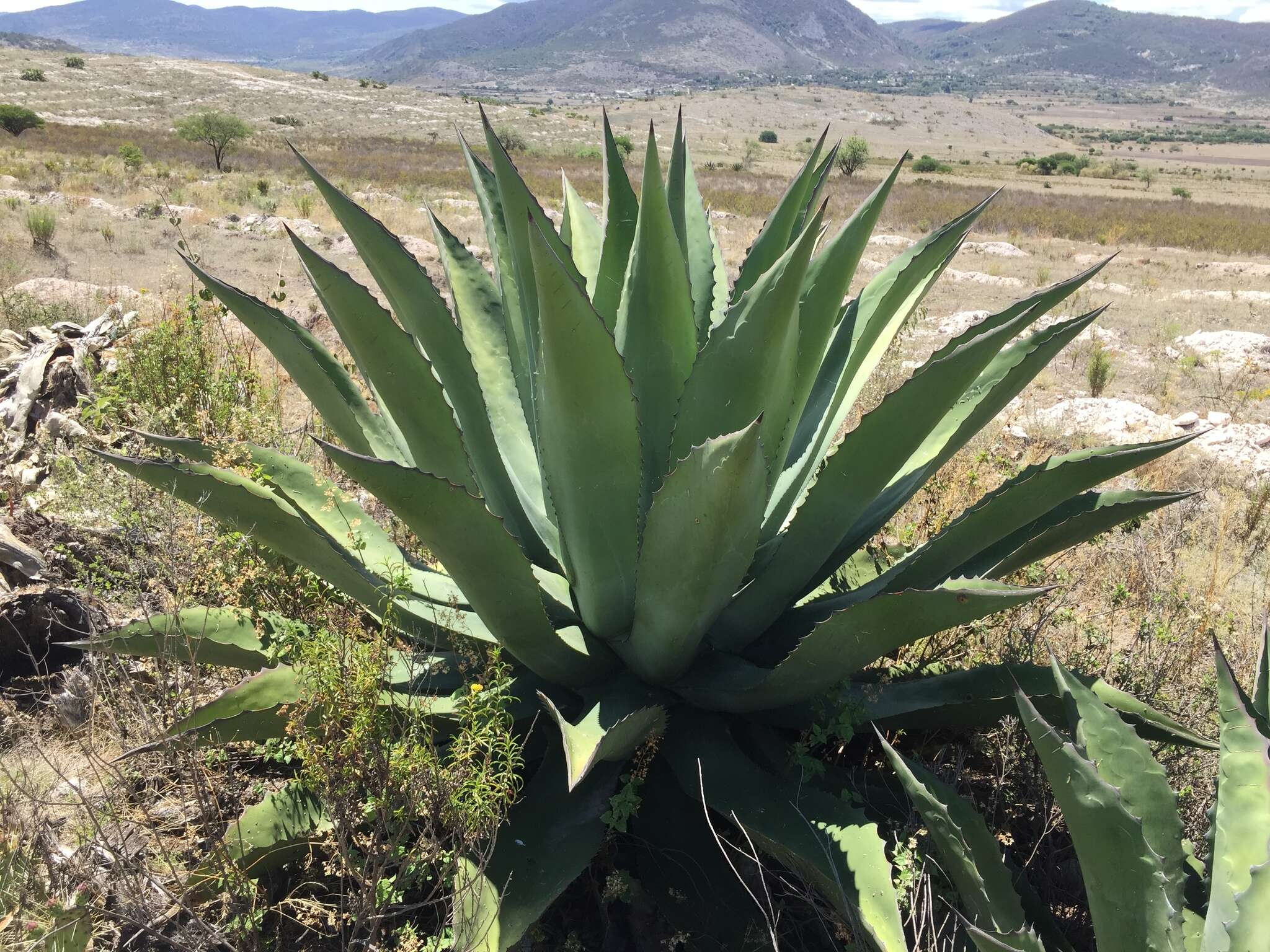 Image of Agave salmiana var. ferox (K. Koch) Gentry