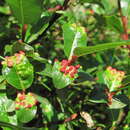 Image of Salix kazbekensis A. Skvorts.