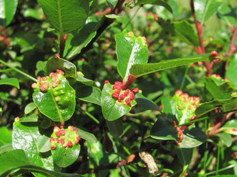 Imagem de Salix kazbekensis A. Skvorts.