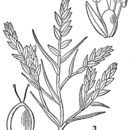 Image of American bugseed