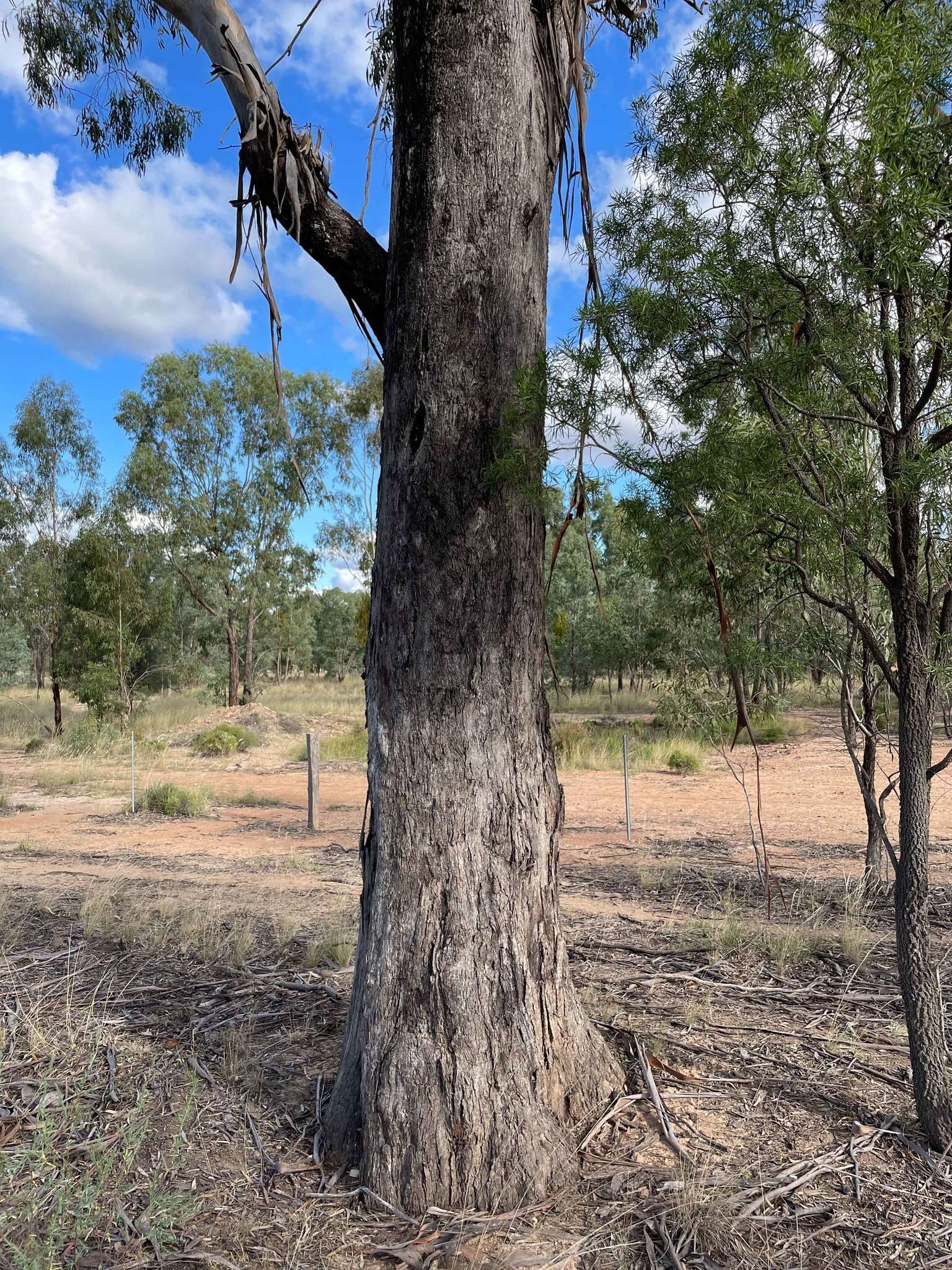 Image of Eucalyptus woollsiana F. Müll. ex R. T. Baker