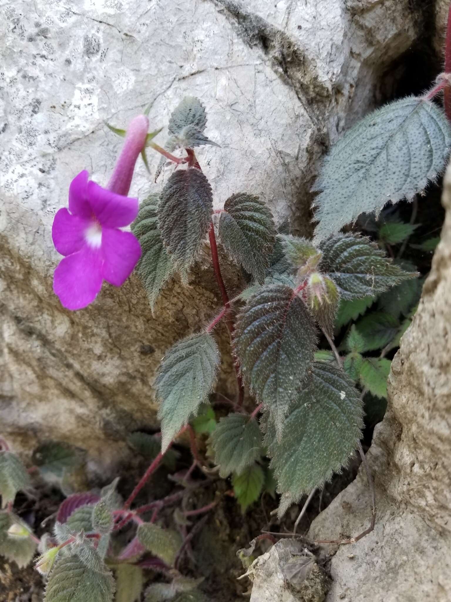 Imagem de Achimenes grandiflora (Schiede) DC.