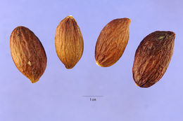 Image of karaka nut