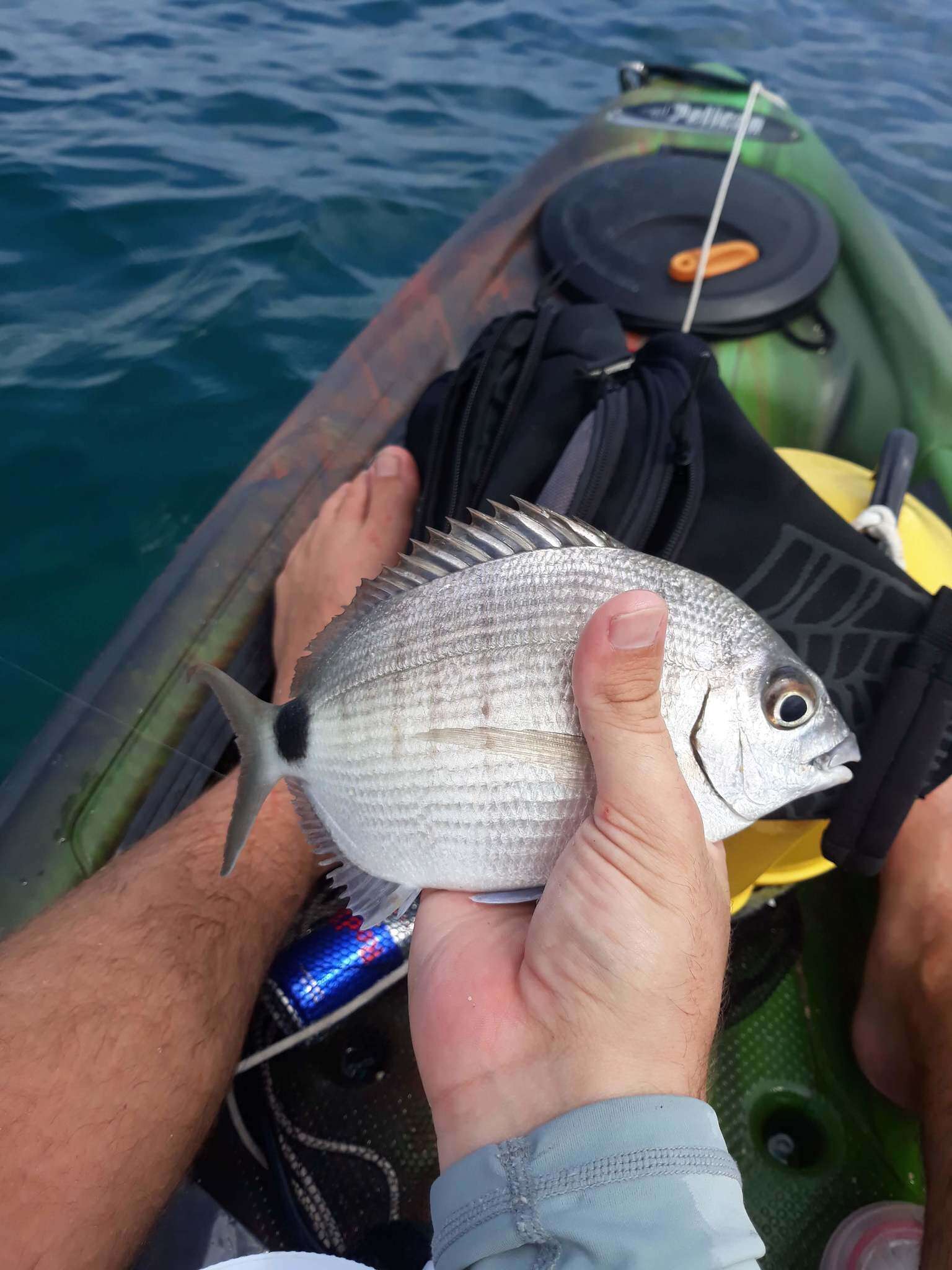 Imagem de Diplodus caudimacula (Poey 1860)