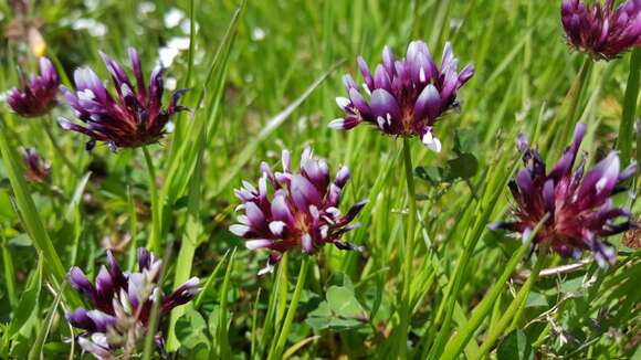 Trifolium variegatum Torr. & A. Gray的圖片